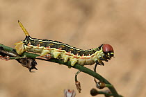 Striped hawkmoth (Hyles lineata) caterpillar, March, Oman