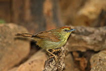 Striped tit babbler (Macronous gularis) perched, wet after bathing, Thailand, February