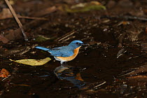 Tickell's blue flycatcher (Cyornis tickelliae) male standing in water, India, January