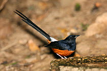 White rumped shama (Copsychus malabaricus) with raised tail, Thailand, February