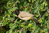 White spectacled bulbul (Pycnonotus xanthopygos) perched, Oman, January