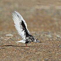 White winged tern (Chlidonias leucopterus) moulting, stretching wings, Oman, April