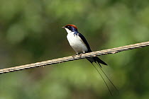 Wire tailed swallow (Hirundo smithii) on wire, India, January