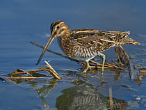 Common snipe (Gallinago gallinago) foraging in water.  Le Teich, Gironde, French, September