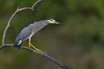 Black-crowned night heron (Nycticorax nycticorax) adult.  Le Teich, Gironde, France, October