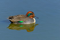 Eurasian teal (Anas crecca) male, in water. Le Teich, Gironde, France, October