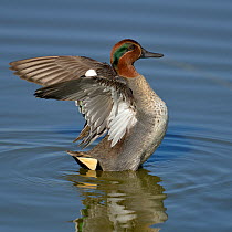 Eurasian teal (Anas crecca) male stretching wings,  Le Teich, Gironde, France, October