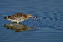 Black-tailed godwit (Limosa limosa) feeding on clams,  Le Teich, Gironde, France, October
