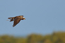 Western marsh harrier (Circus aeruginosus) flying with prey in talons, Le Teich, Gironde, France, October