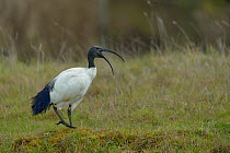 African sacred ibis (Threskiornis aethiopicus) calling in grass, with rings on leg, Breton Marsh, France, September. Introduced species.