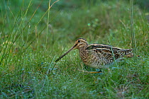 Common snipe (Gallinago gallinago) in grass, Le Teich, Gironde, France, October