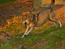 Eurasian wolf (Canis lupus lupus) jumping, Bavarian Forest National Park, Bavaria, Germany Captive.