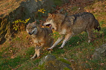 Eurasian wolves (Canis lupus lupus) fighting, Bavarian Forest National Park, Bavaria, Germany. Captive.
