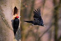 Black woodpecker (Dryocopus martius) male and female swapping incubation duty, Rothenburg, Germany. March.