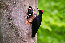 Black woodpecker (Dryocopus martius) female with chicks close to fledging calling from nest hole begging for food,  Rothenburg, Germany. May.