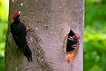 Black woodpecker (Dryocopus martius)  male with chicks close to fledging  calling from nest, Rothenburg, Germany, May.
