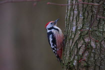 Middle spotted woodpecker (Dendrocopos medius) Rothenburg, Germany, December.