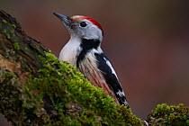Middle spotted woodpecker (Dendrocopos medius) Rothenburg, Germany, December.