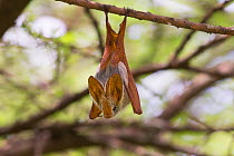 Yellow-winged bat (Lavia frons) Ndutu, Tanzania.