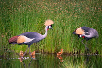 Crowned crane (Balearica regulorum) pair with chicks at water's edge, Ndutu, Tanzania.