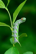 Sphingid moth (Dolbina tancrei) caterpillar at final instar, Japan. June.