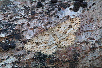 Engrailed moth (Ectropis bistortata) resting, Annagariff Wood National Nature Reserve, Peatlands Park, County Armagh, Northern Ireland, UK. April.