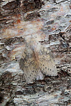 Lobster moth (Stauropus fagi) female resting on tree bark, Dorset England. September.