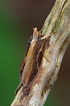 Mullein Moth (Cucullia verbasci) resting on a twig, Leicestershire, England. March.
