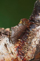 Scarce prominent moth (Odontosia carmelita) resting, Annagariff Wood National Nature Reserve, Peatlands Park, County Armagh, Northern Ireland, UK. April.