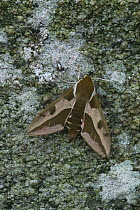 Spurge hawkmoth (Hyles euphorbiae) at rest on an old dry stone wall, Grand Sasso Abruzzo, Italy. May.