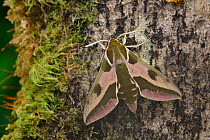 Spurge hawkmoth (Hyles euphorbiae at rest on an old decaying tree trunk, Grand Sasso Abruzzo, Italy. May.