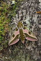 Spurge hawkmoth (Hyles euphorbiae) at rest on an old decaying tree trunk, Grand Sasso Abruzzo, Italy. May.