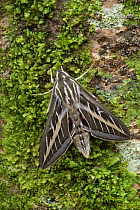 Striped hawkmoth (Hyles livornica) resting, Pyrenees National Park, France. June.