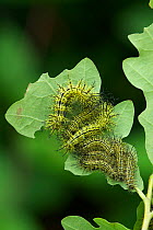 Zephyr eyed silkmoth (Automeris zephyria) caterpillars (third instar) feeding on a leaf, New Mexico, USA. August.