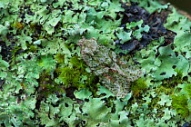 Brindled green moth (Dryobotodes eremita) resting amongst moss and lichens, Derryvore, County Fermanagh, Northern Ireland, UK. September.