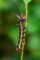 Horned devil silkmoth (Citheronia beledonon) fourth instar caterpillar, near Guerrero, Mexico. September.