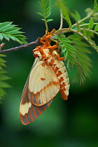 Regal moth (Citheronia regalis) resting, Maryland, USA. May.
