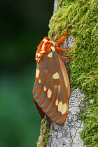 Regal moth (Citheronia regalis) resting, Maryland, USA. May.