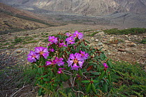 Rhododendron flower (Rhododendron sp) Mount Makalu, Mount Qomolangma National Park, Dingjie County, Tibet, China. May