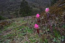 Flower (Sinopodophyllum hexandrum) Mount Makalu, Mount Qomolangma National Park, Dingjie County, Tibet, China. May