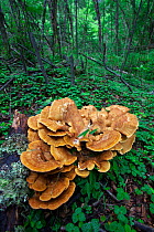Fungi (Meripilus giganteus) Meili Snow Mountain National Park, Qinghai-Tibet Plateau, Yunnan Province, China. July