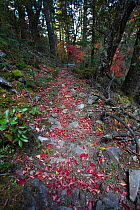 Autumn leaves on forest floor, Mount Kawakarpo, Meili Snow Mountain National Park, Yunnan Province, China. October 2009