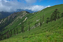 Conifers on the slopes of Tangjiahe National Nature Reserve, Qingchuan county, Sichuan Province, China. August 2009