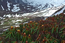Rhododenrons coming in to flower (Rhododendron sp) in snowy habitat, Mount Makalu, Mount Qomolangma National Park, Dingjie County, Tibet, China. May