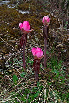 Flower (Sinopodophyllum hexandrum) Mount Makalu, Mount Qomolangma National Park, Dingjie County, Tibet, China. May