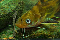 Catfish (Pelteobagrus fulvidraco) Guilin city, Guangxi province, China. November