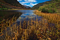 Reeds on shore of river, Mount Kawakarpo, Meili Snow Mountain National Park, Yunnan Province, China. October 2009