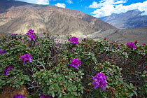 Rhododendron flowers (Rhododendron sp) Mount Makalu, Mount Qomolangma National Park, Dingjie County, Tibet, China. May