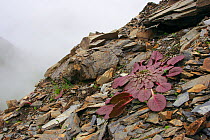 Plant (Syncalathium / Parasyncalathium soulei) Mount Kawakarpo, Meili Snow Mountain National Park, Qinghai-Tibet Plateau, Yunnan Province, China. July