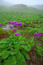 Primula (Primula boreiocalliantha) Mount Kawakarpo, Meili Snow Mountain National Park, Qinghai-Tibet Plateau, Yunnan Province, China. July